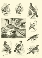 Sida från The Pictorial Museum of Animated Nature