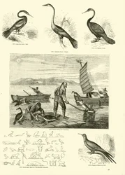 Sida från The Pictorial Museum of Animated Nature