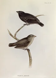 Par Geospiza Parvula, illustration från Zoology of the Voyage of H.M.S. Beagle, 1832-36, av Charles Darwin (1809-92), 1840
