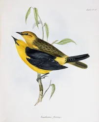 Par Xanthornus Flaviceps, illustration från Zoology of the Voyage of H.M.S. Beagle, 1832-36, av Charles Darwin (1809-92), 1840