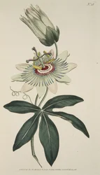 Passiflora Caerulea (Common Passion Flower), från The Botanical Magazine eller Flower Garden Displayed, pub. 1786 (handfärgad gravyr)