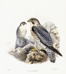 Pilgrimsfalk - Falco Peregrinus, 1894-1899