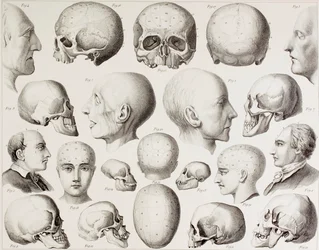 Frenologisk illustration som visar hjärnans psykologiska relationer, från ett 1800-talstryck