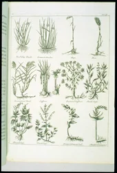 Plants from Culpepers English Physician and Complete Herbal, publicerad 1790