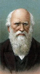 Porträtt av Charles Robert Darwin (1809-1882) - Från serien "" Leaders of Men"" - Kromolitografi - Engelska skolan, 1900-talet -