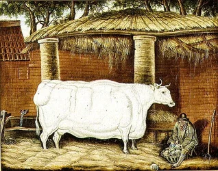 Primitiv oxe