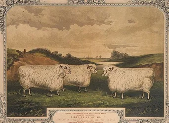 Pris Cotswold-får, utfodrade med mat kryddad med Thorleys krydda, till minne av London Smithfield club fat cattle show, graverad av M. Gauci (fl.1810-46) c.1840 (litho)