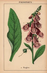 Lila fingerborgshandske  , från "The Instructive Picturebook, or Lessons from the Vegetable World," [Charlotte Mary Yonge], Edinburgh