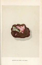 Queensland-opal i matrisen, från Edwin Streeters "Precious Stones and Gems", London, George Bell & Sons