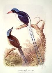 Racketstjärtad kungsfiskare, fol. 12, vol. III, ur 