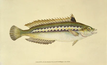 Rainbow Wrasse, Pl.96 från "The Natural History of British Fishes", utgiven av E. Donovan och F.C.  J. Rivington