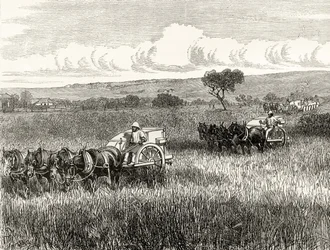 Reaping in South Adelaide, c.1880, från 