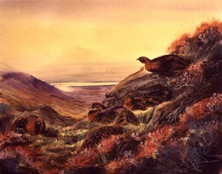 Skotska ripor på heden, ca 1890