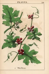 Röd bryony med röda bär. Bryonia dioica   , från "The Instructive Picturebook, or Lessons from the Vegetable World," [Charlotte Mary Yonge], Edinburgh