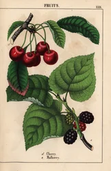Röda körsbär och mullbärsfrukt   , från "The Instructive Picturebook, or Lessons from the Vegetable World," [Charlotte Mary Yonge], Edinburgh
