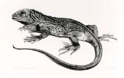 Reptil, illustration från 