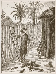 Robinson Crusoe bygger sin bower, illustration från The Story of Robinson Crusoe: En anpassning för barn efter Defoes språk, pub. av Griffith Farran Browne & Co. Limited, London
