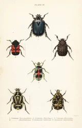Rosenskavbaggar: Cetonia fascicularis 1, Heterorhina macleayi 2, Gametoides subfasciata 3, spelmansbagge, Eupoecila australasiae 4, Gymnetis hieroglyphica 5 och Gymnetis marmorea 6