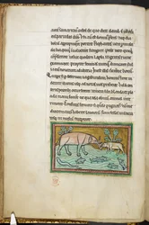 Royal 12 F.XIII, f.13v En stor och en liten elefant i en bäck full av fisk.  Bestiary (ff. 3-141), Lapidary (ff. 141v-149)  2:a fjärdedelen av 1200-talet