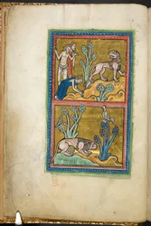 Royal 12 F.XIII, f.5v Överst: tre män, varav en av dem böjer sig för ett lejon; nedan: ett lejon hukade vid foten av ett träd, med en tupp sittande på toppen.  från Bestiary (ff. 3-141), Lapidary (ff. 141v-149)  2:a fjärdedelen av 1200-talet