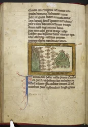Royal MS 12 C XIX, f.24v Ants, från 