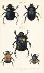 Helig skarabé, Scarabaeus sacer 1, dyngbaggar, Onthophagus nuchicornis 2, Coprophanaeus lancifer 3, Sulcophanaeus carnifex 4, och jordgrävande dyngbagge, Geotrupes stercorarius 5