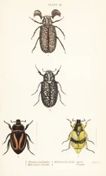 Scarab skalbaggar: Pelidnota pulchella subsp