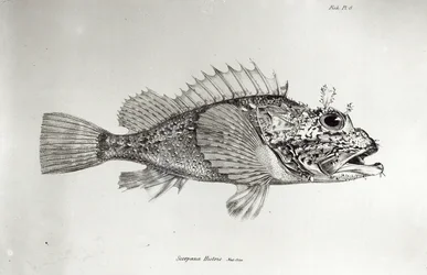 Skorpionfisk, plansch 8 ur ”Zoologin från H.M.S. Beagles resa, 1832-36” av Charles Darwin