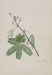 Känslig växt, illustration från ett album med dikter, grafitteckningar och vattenfärger, ca 1828 (wc på papper)