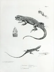 Shingled Iguana, illustration fra 