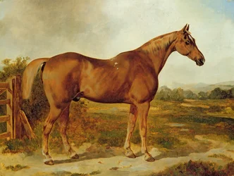 Silvertail, Portrait of a Horse (olja på duk)