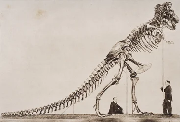 Skeleton of the Tyrannosaurus Rex, i American Museum of Natural History, från 