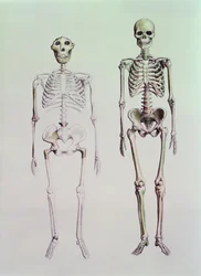 Skelett av Australopithecus Boisei och Homo Sapiens