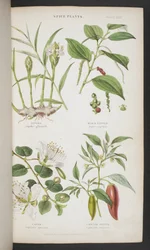 Spice Plants, från "A Manual of Indian Botany"