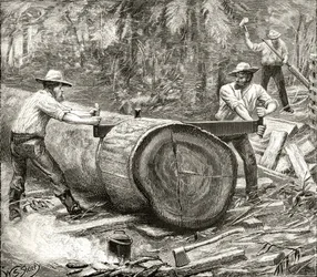 Splitters in the Bush, ca 1880, från "Australian Pictures" av Howard Willoughby, utgiven av Religious Tract Society, London, 1886.