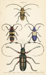 Sternotomis beautiful 1, Tragocephala formosa 2, fläderborre, Desmocerus palliatus 3 och Thysia wallichii 4