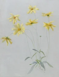 Study of Yellow Daisies, en design för tapeter (wc & gouache på papper)