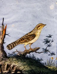 Studie av en fågel, ca 1800 (gouache på papper)