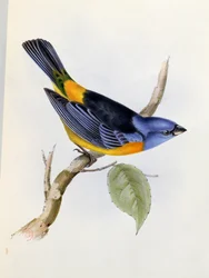 Tanagra Darwini, skylt 34 från The Zoology of the Voyage of H.M.S. Beagle 1832-36, av Charles Darwin (1809-92), 1840