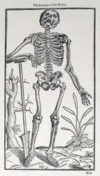 The Fore Part of the Bones, plåt från The Historie of Man publicerad av John Banister (1540-1610), 1578