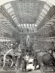 The Hunterian Museum, vid Royal College of Surgeons, från 