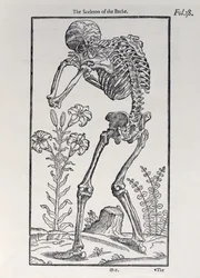 The Skelet of the Backplate från The History of Man publicerad av John Banister (1540-1610), 1578