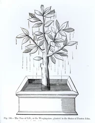 Livets träd, eller det gråtande trädet, planterat i Prester Johns stater, illustration från vetenskap och litteratur under medeltiden och renässansen, skriven och graverad av Paul Lacroix, 187