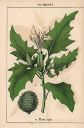 Taggäpple med vita blommor och taggig frukt.   , från "The Instructive Picturebook, or Lessons from the Vegetable World," [Charlotte Mary Yonge], Edinburgh