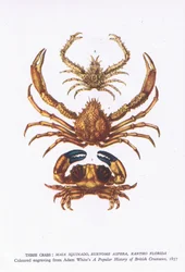 Three crabs, Nature in Britain publicerad av Collins
