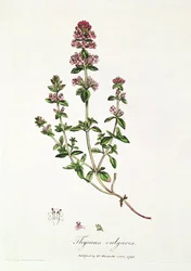 Timjan, Thymus vulgaris, utgiven av Dr. Woodville