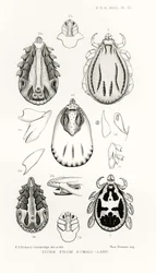 Fästingar från Somali-Land, illustration från The Hope Reports, Vol. II, 1897-1900., redigerad av Edward B. Poulton, Oxford, 1901