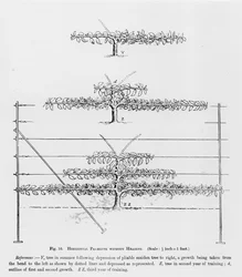 Formning av unga fruktträd, ur Fruktodlarens handbok av John Wright, utgiven ca 1897-1905