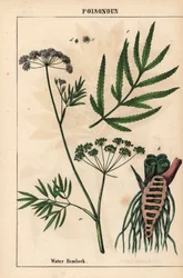 Vattenhöna som visar löv, rotstruktur och blommor. Cicuta virosa   , från "The Instructive Picturebook, or Lessons from the Vegetable World," [Charlotte Mary Yonge], Edinburgh