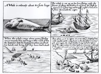 Valfångst vid Spetsbergen 1611